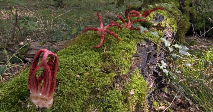 Dieser seltene Pilz breitet sich jetzt in deutschen Wäldern aus